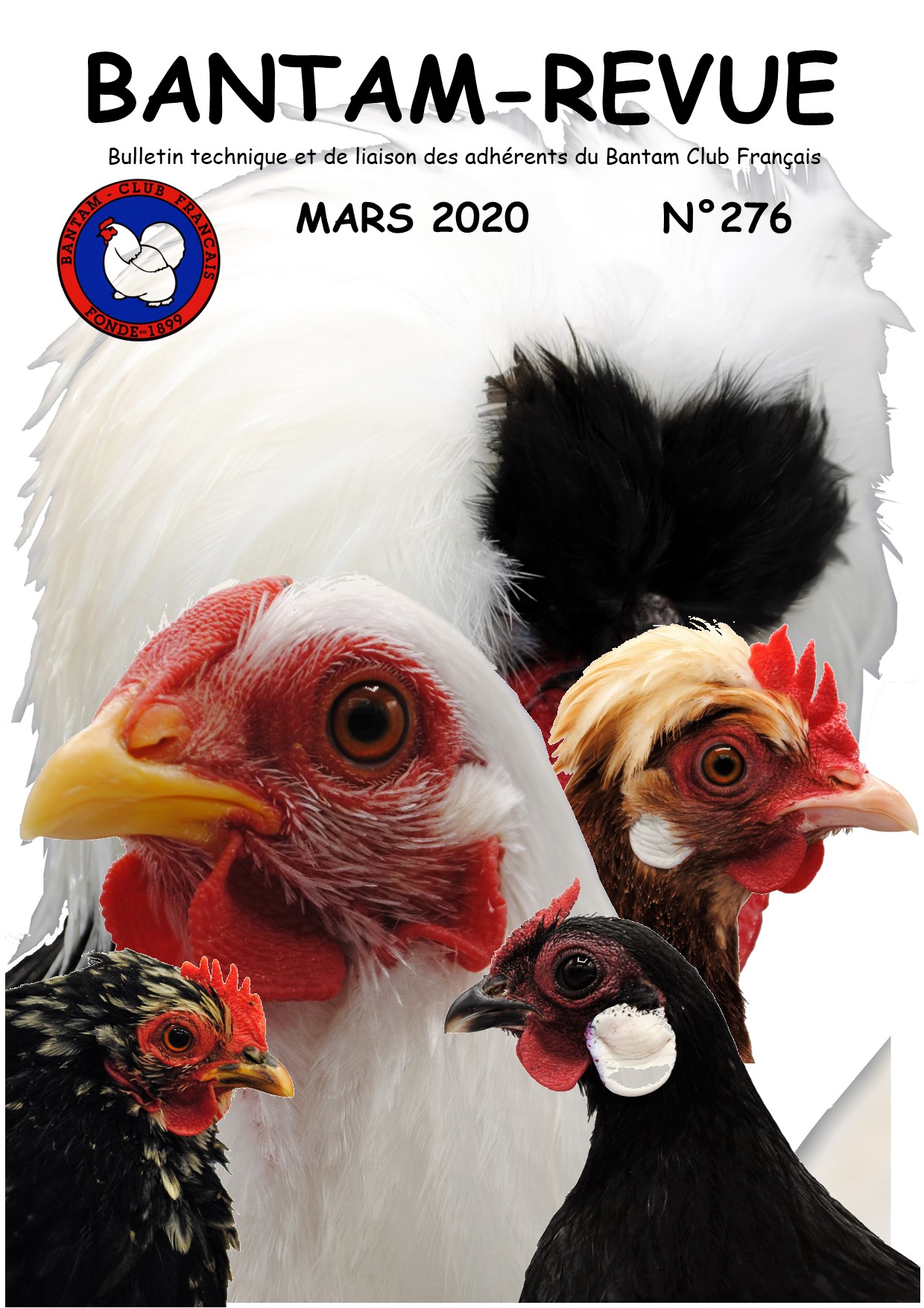 Bantam Club Français (BCF) FFV Fédération Française des Volailles