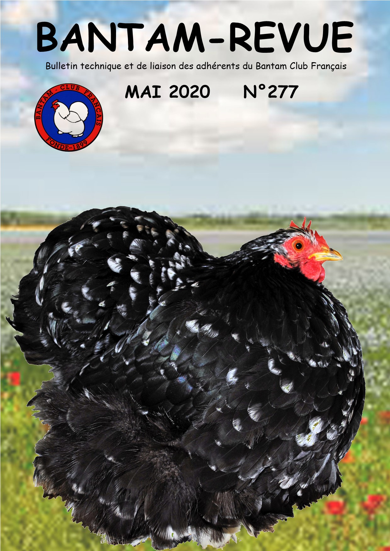 Bantam Club Français (BCF) FFV Fédération Française des Volailles